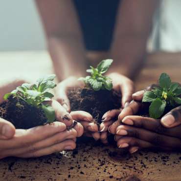Cubicle Horticulture